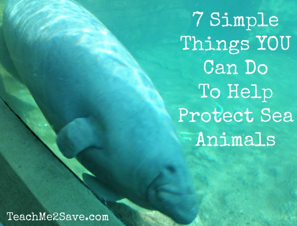 7-Simple-Things-YOU-Can-Do-To-Help-Protect-Sea-Animals-TM2S-1024x7801