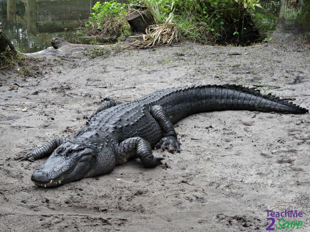 American Alligator - TM2S