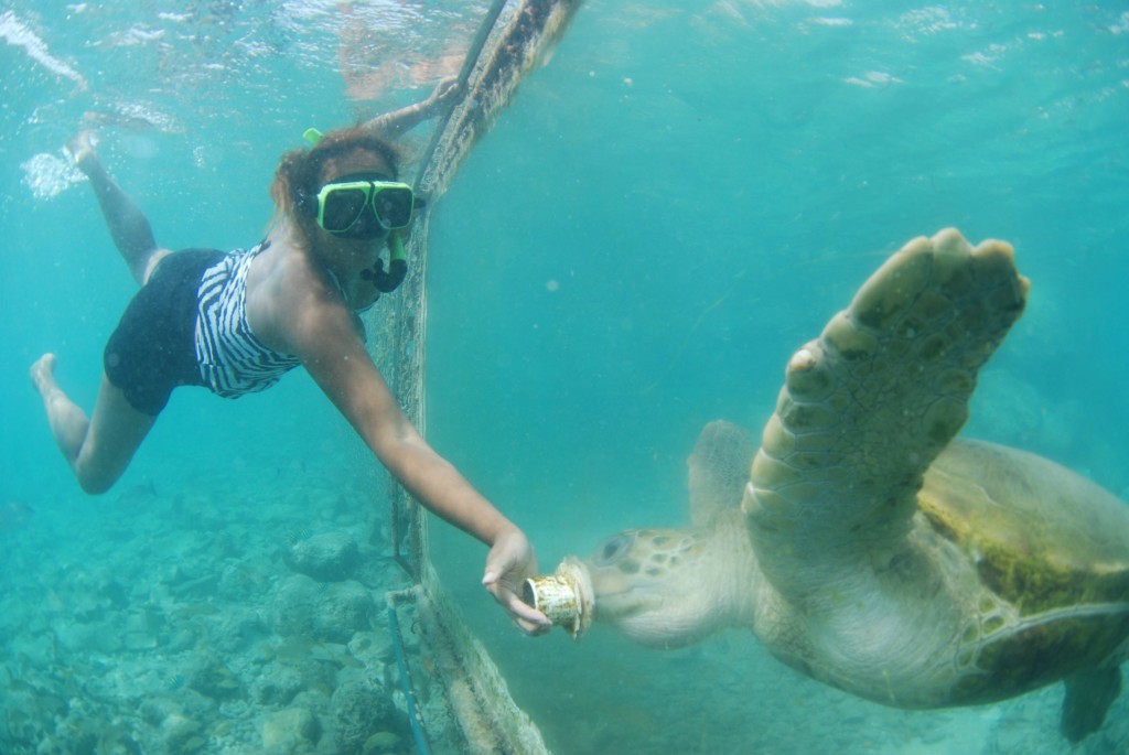 Curaçao Sea Aquarium - Feeding Sea Turtles