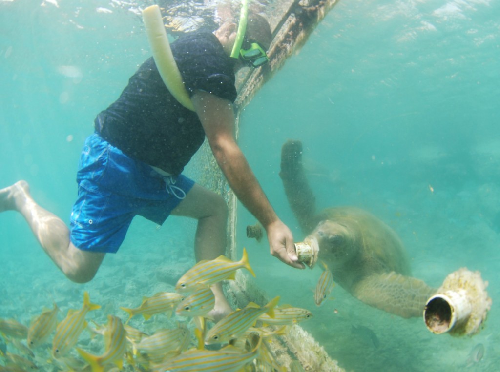 Curaçao Sea Aquarium - Feeding Sea Turtles 2