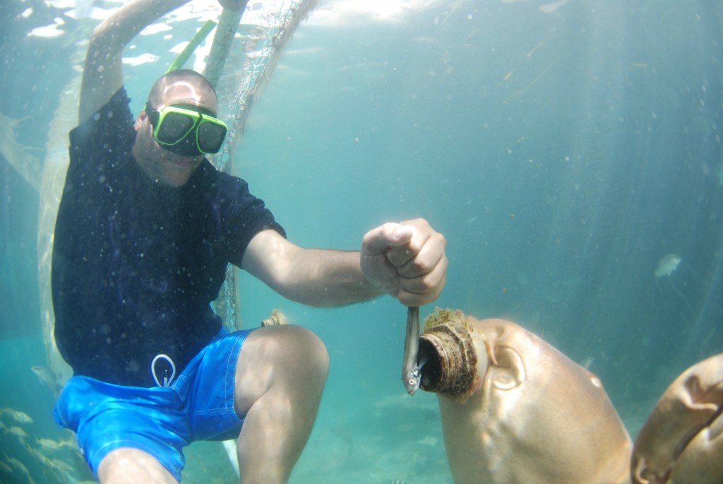 Curaçao Sea Aquarium - Feeding Sharks 2