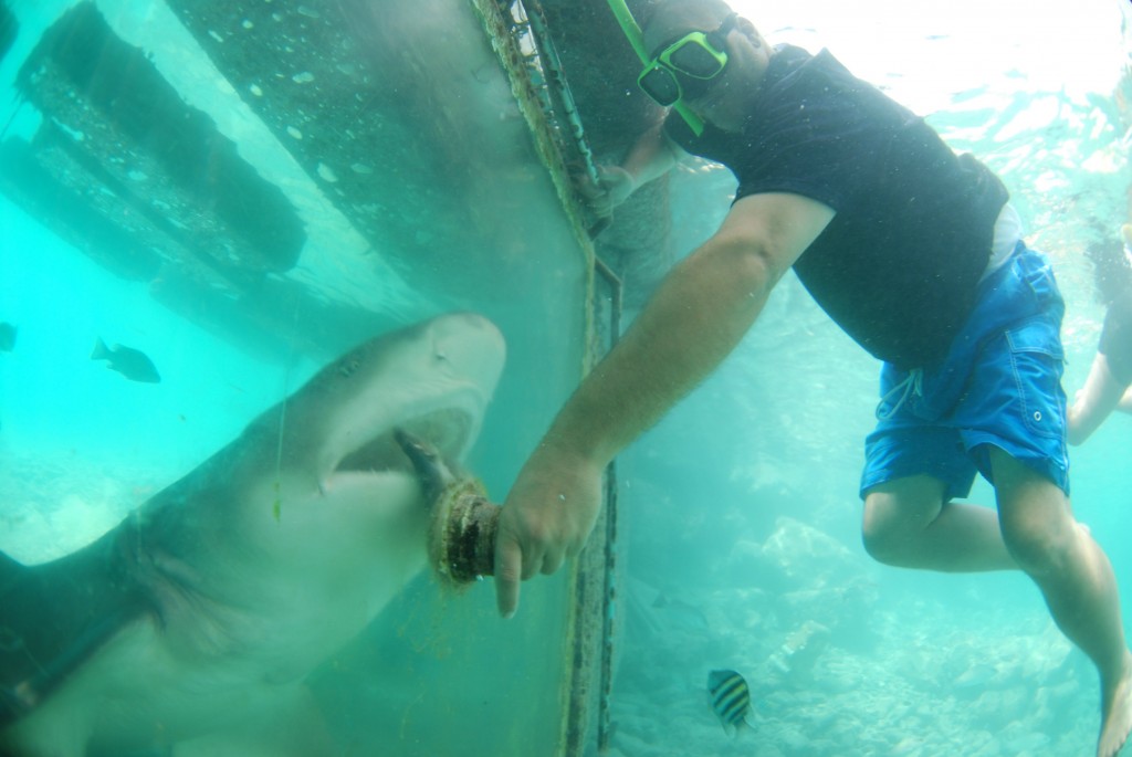 Curaçao Sea Aquarium - Feeding Sharks 3