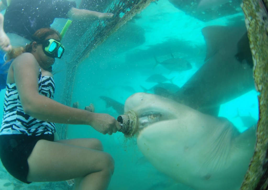 Curaçao Sea Aquarium - Feeding Sharks 4