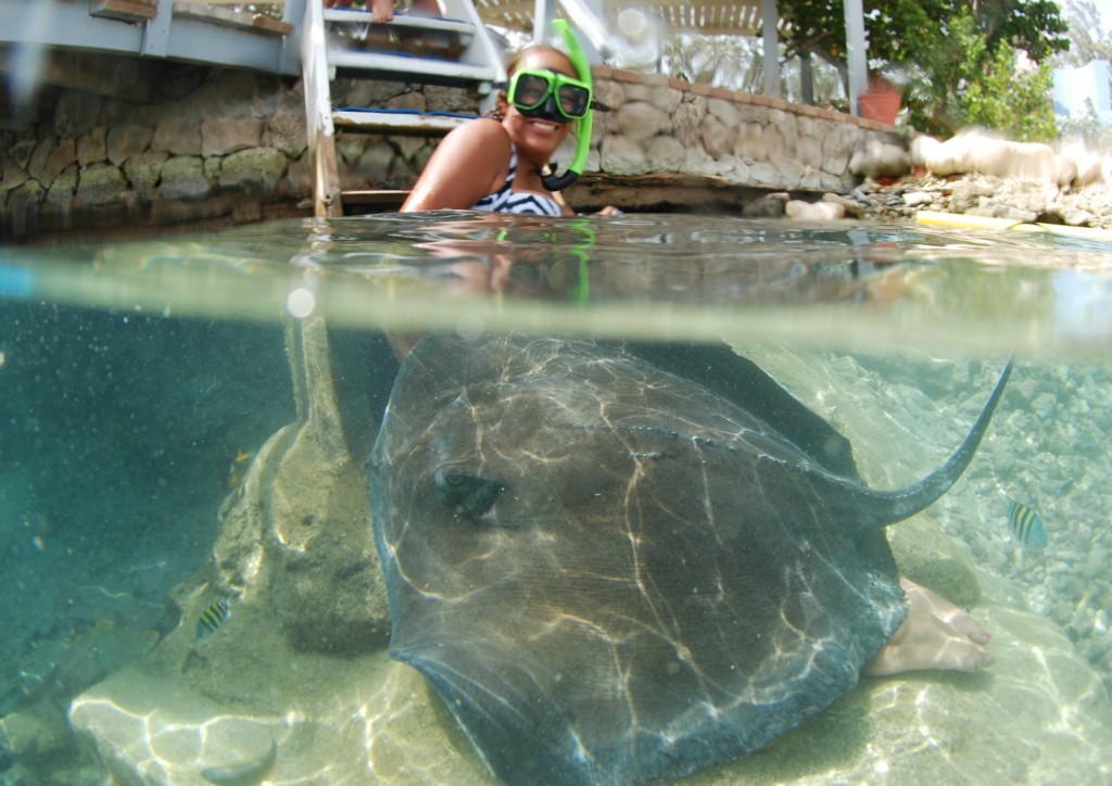 Curaçao Sea Aquarium - Feeding Stingrays