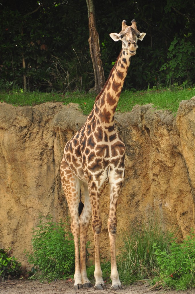 Wild Africa Trek 141