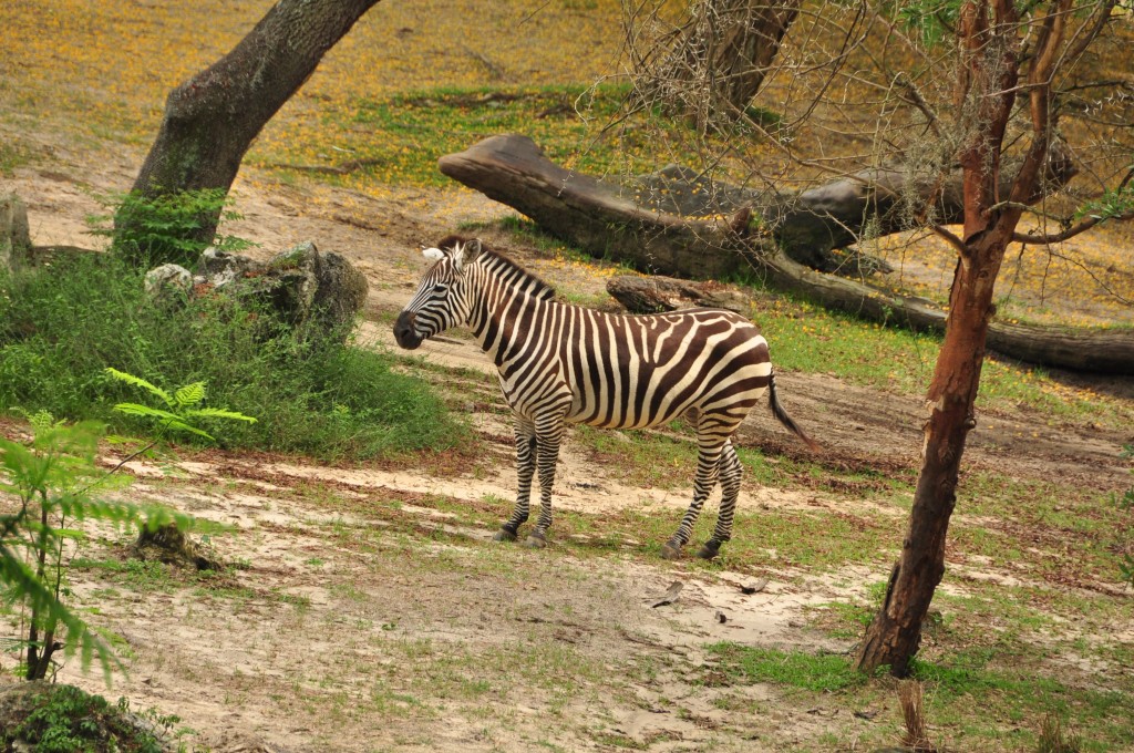 Wild Africa Trek 162