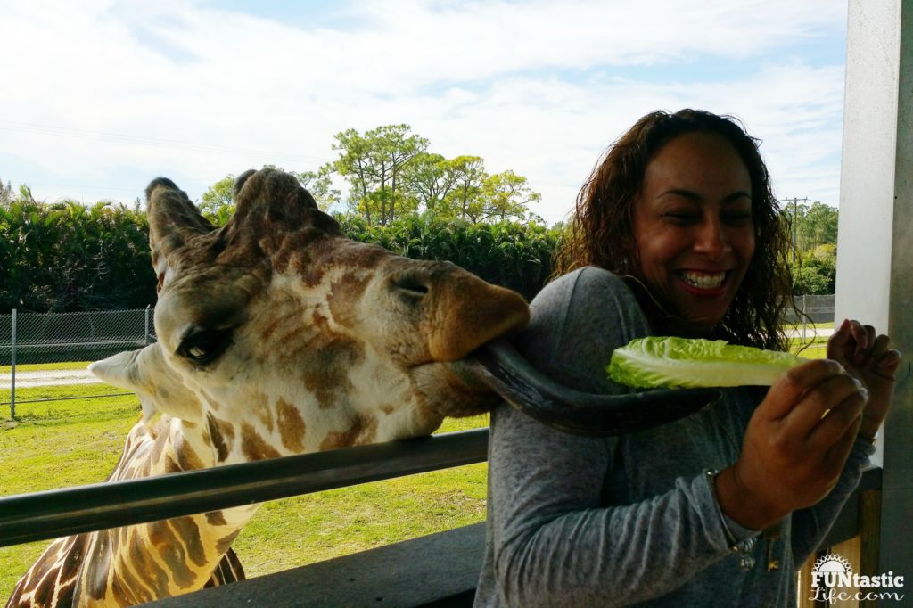 Leanette Fernandez Feeding a Giraffe