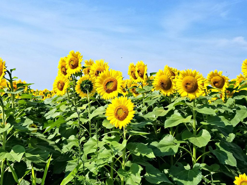 Sunflower garden
