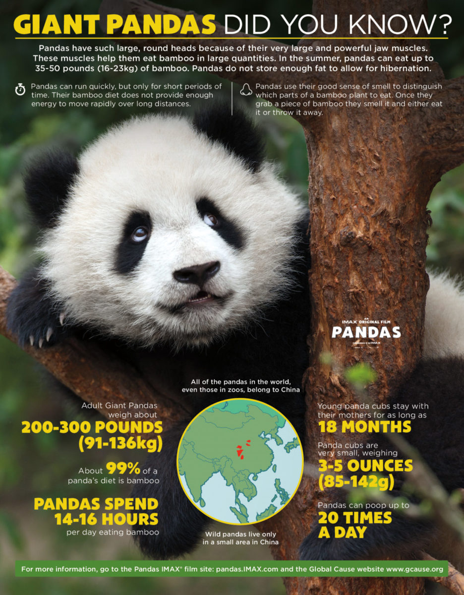 Giant Panda Facts - Funtastic Life