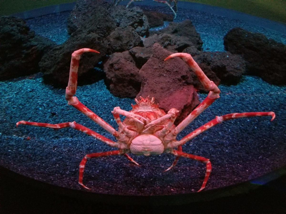 Japanese Spider Crab at Ripley's Aquarium of the Smokies Funtastic Life