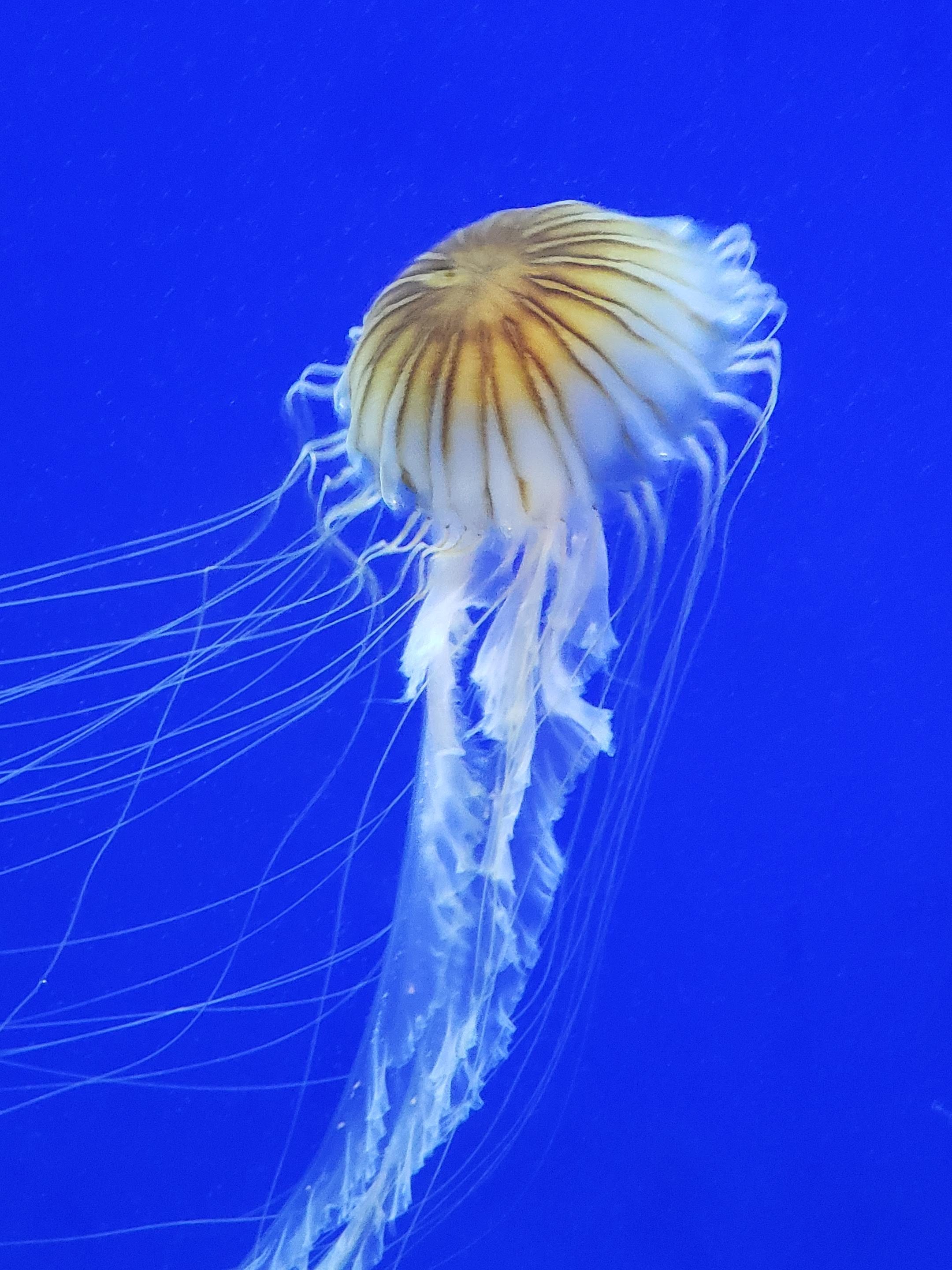 Jelly fish at the Georgia Aquarium - Funtastic Life