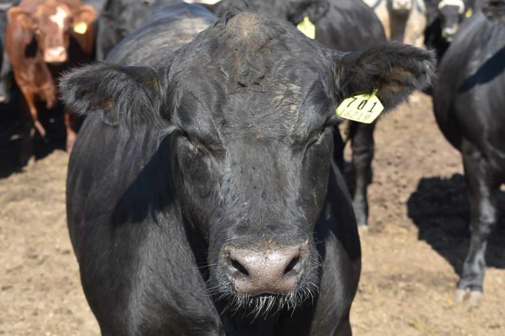 cow close up on a farm