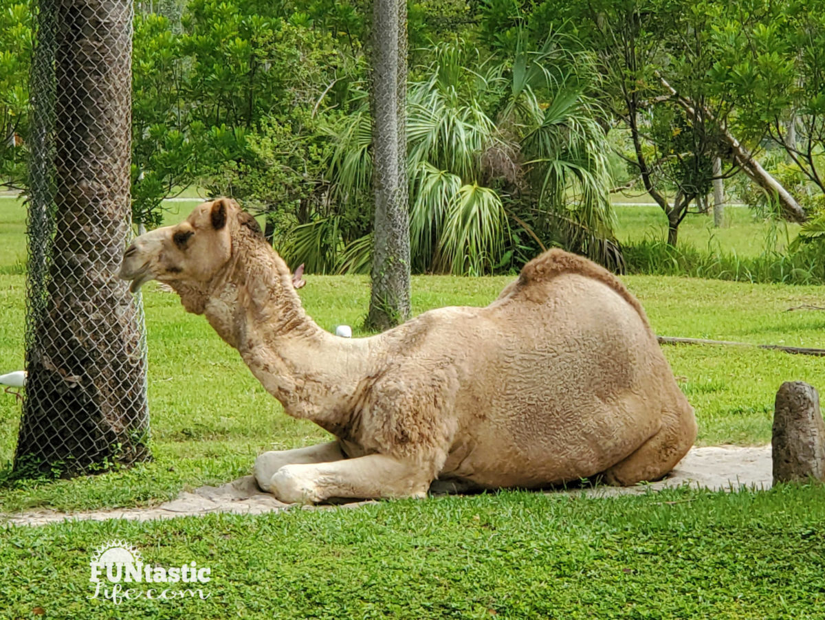 The Lion King Inspired Adventures at Zoo Miami - Funtastic Life