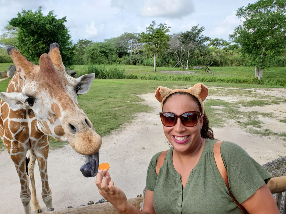 Lady feeding a giraffe