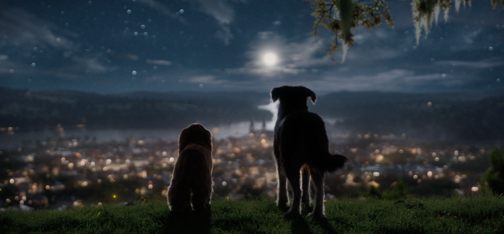 2 dogs sitting on a hill at night