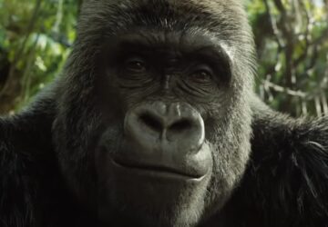 Ivan the gorilla