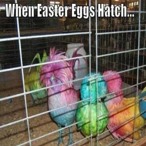 Collection of Funny Easter Memes