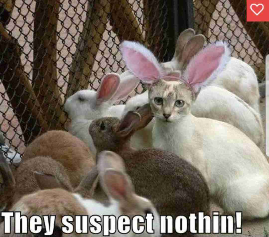 Collection of Funny Easter Memes